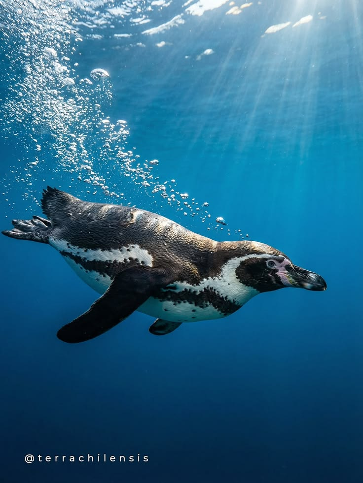 Pingüinos de Humboldt