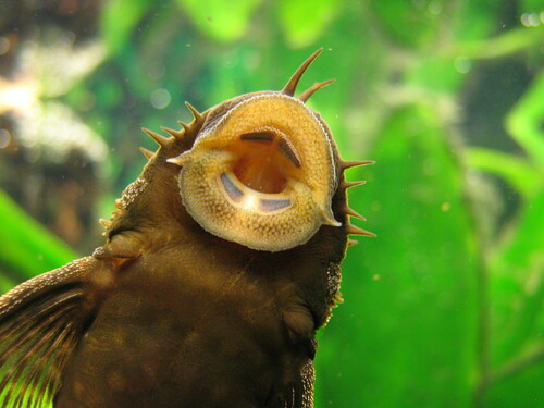 Plecos
