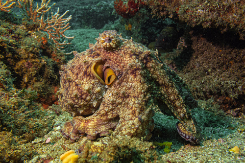 Pulpo Verde