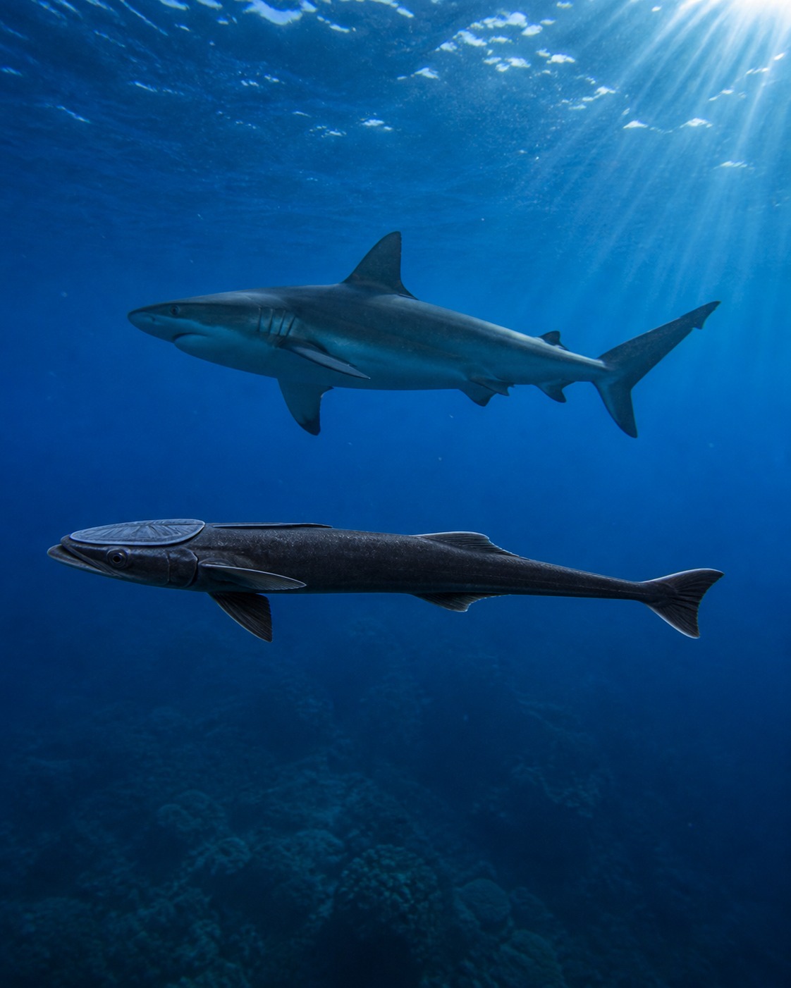Remora Tiburonera