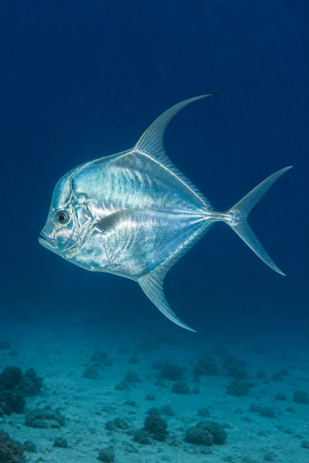 Selene Peruviana