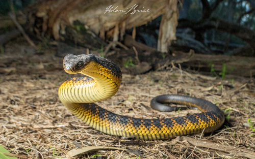 Serpiente Tigre