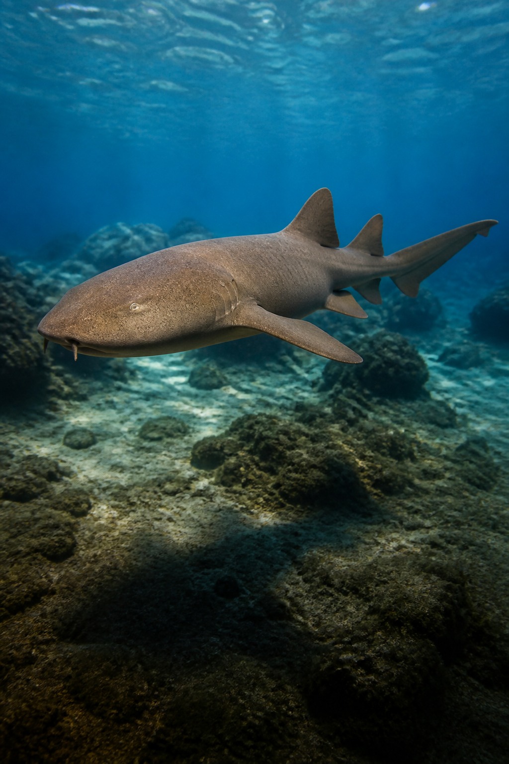 Tiburón Gata