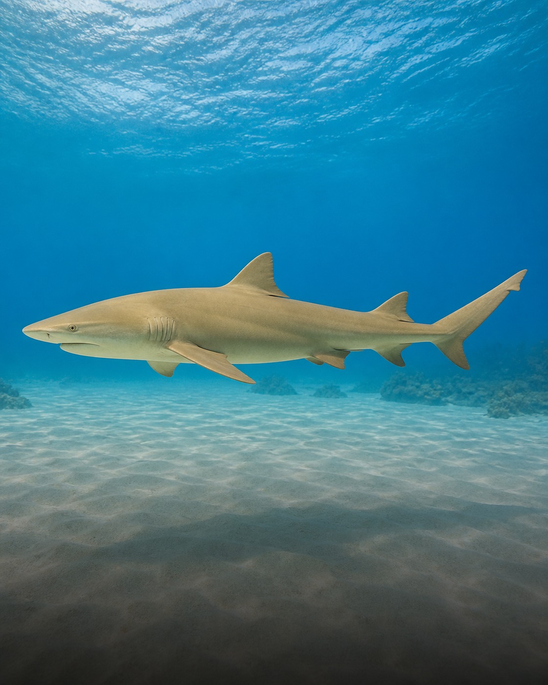 Tiburón Limón