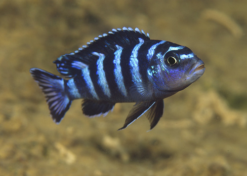 Tilapias