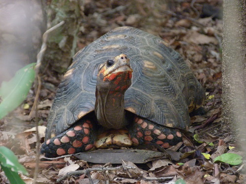 Tortuga De Patas Rojas