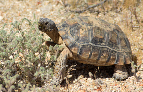 Tortuga Del Desierto