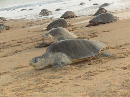 Tortuga Golfina