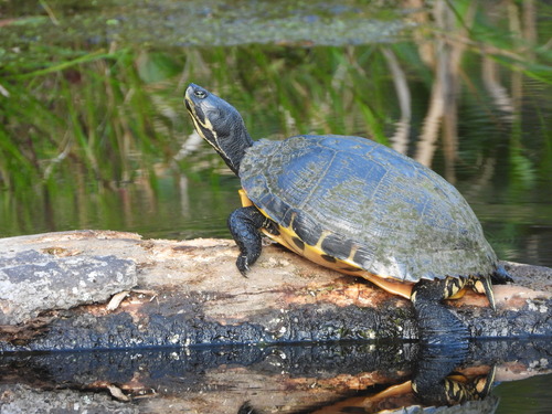 Tortuga Orejas Amarillas