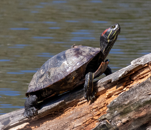 Tortuga Orejas Rojas