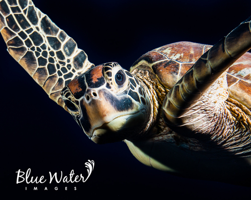 Tortuga Prieta