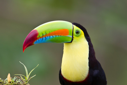 Tucan Pico De Canoa